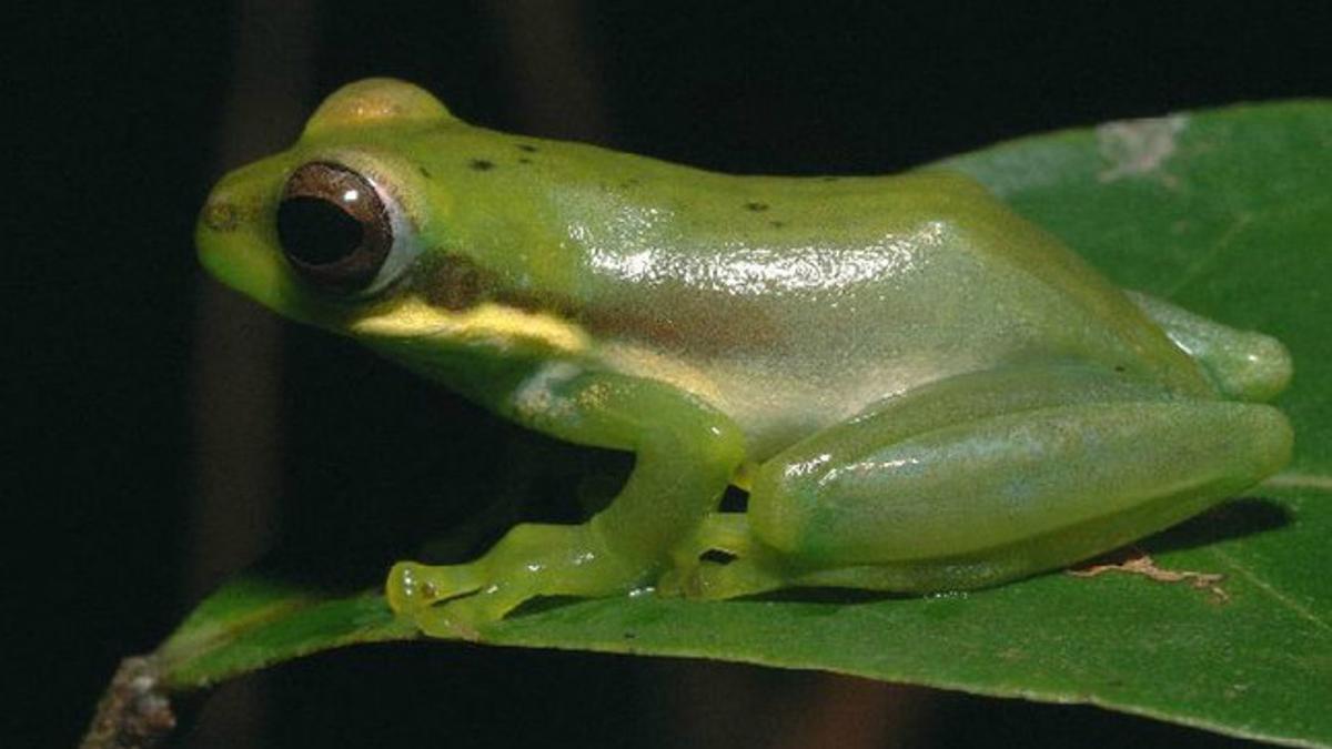 'Chiromantis samkosensis', una especie de rana recientemente descubierta.