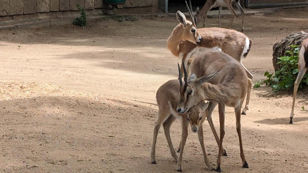 Nacen en el Zoo de Barcelona cuatro gacelas dorcas, especie en situación vulnerable