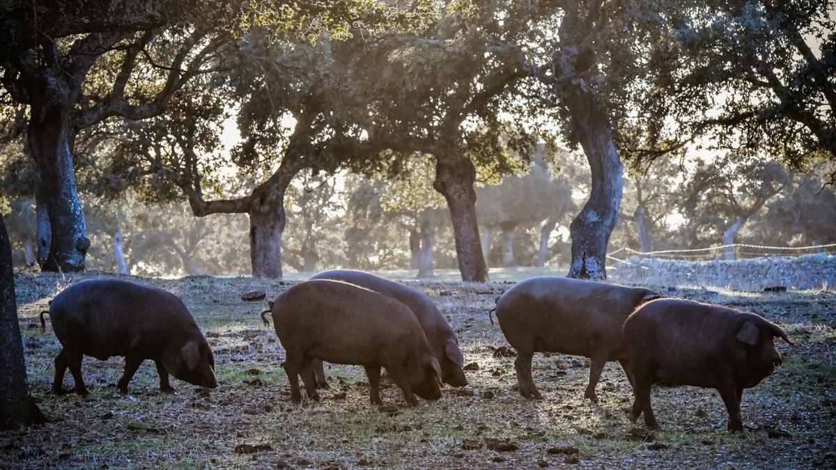 Cerdos en la dehesa de Los Pedroches.