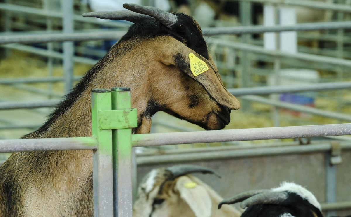 Feria de Ganado de Gran Canaria
