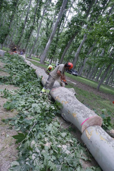 Cau un plàtan de 62 metres al parc de la Devesa