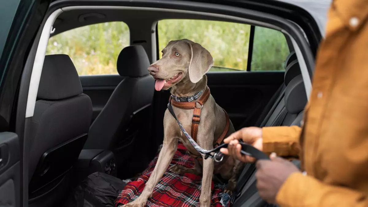 Probamos esta funda protectora de 29 euros para viajar con mascotas: este es nuestro veredicto