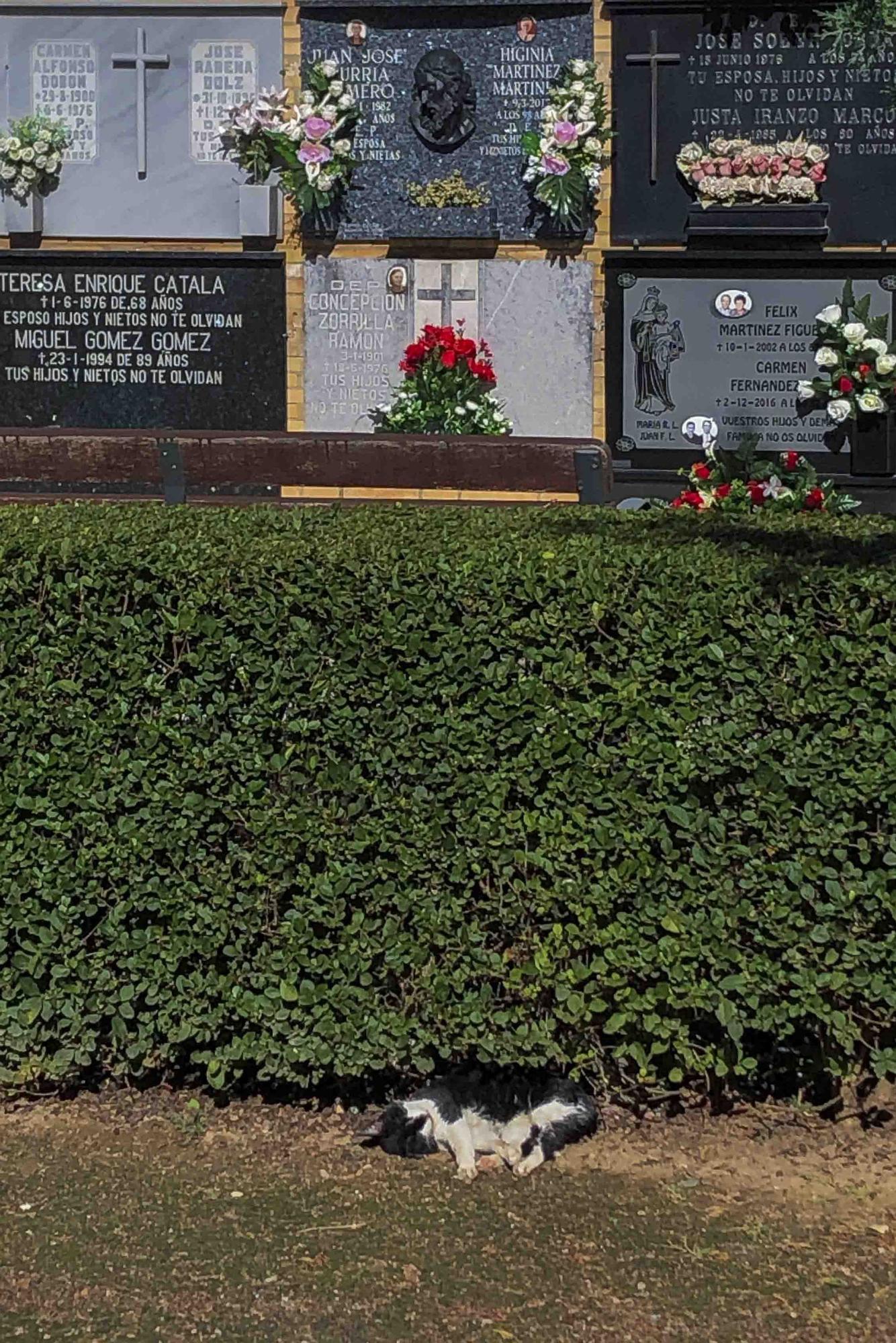 Los gatos del Cementerio General en Todos los Santos