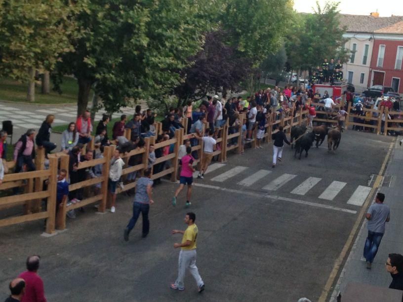 Fiestas Toro: Encierro urbano y suelta de vaquilla