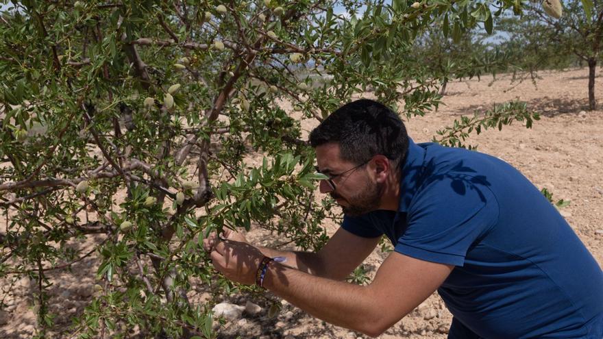 Un agricultor muestra, ayer, los dañosde la sequía en unos cultivos de almendroen El Moralejo (Caravaca).  enrique soler