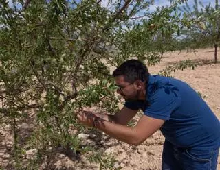La sequía deja los embalses del Segura a un tercio de su capacidad