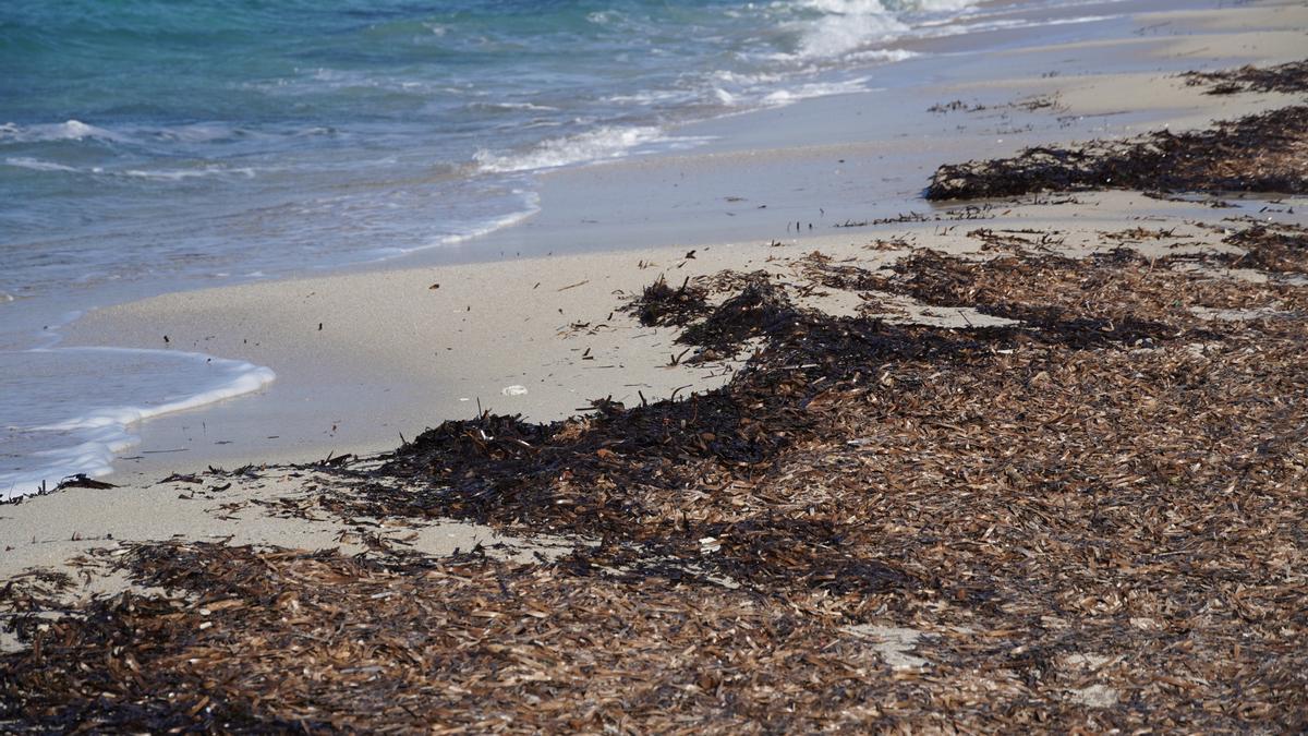 Playa. Posidonia. Mediterráneo. Recurso.