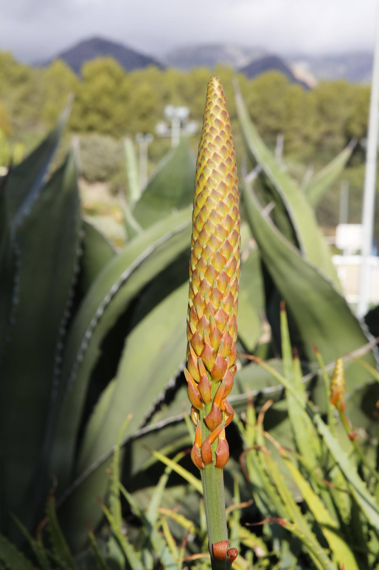 Ein Garten auf Mallorca ganz in Öko