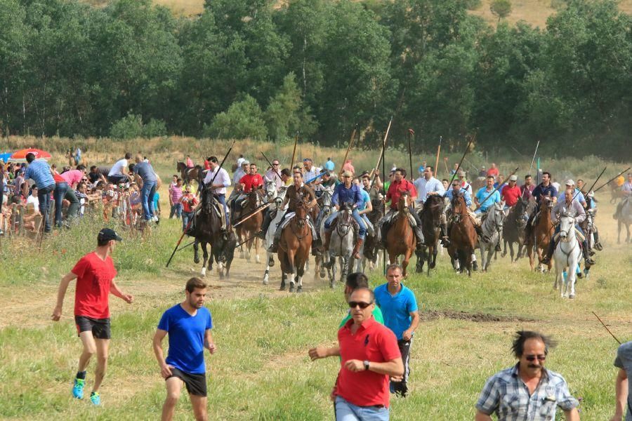 Toros bravos en Vadillo de la Guareña