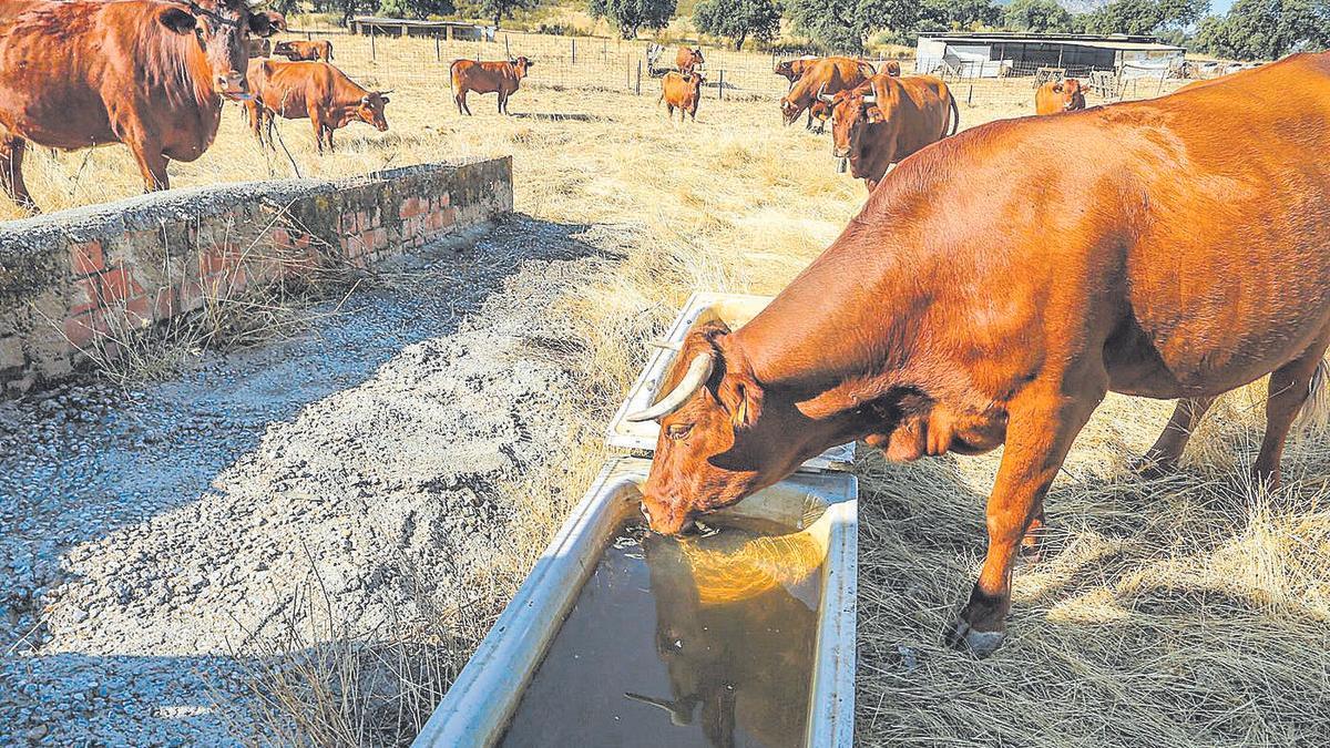 Ganado en una explotación del sur de Extremadura en un episodio de sequía en el otoño de 2019.