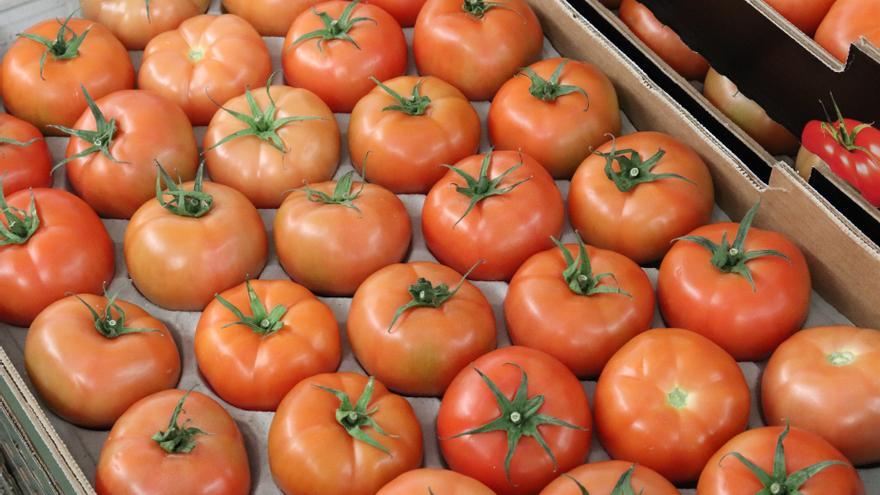 Canarias destina 5,5 millones en ayudas a los productores de tomate de invierno