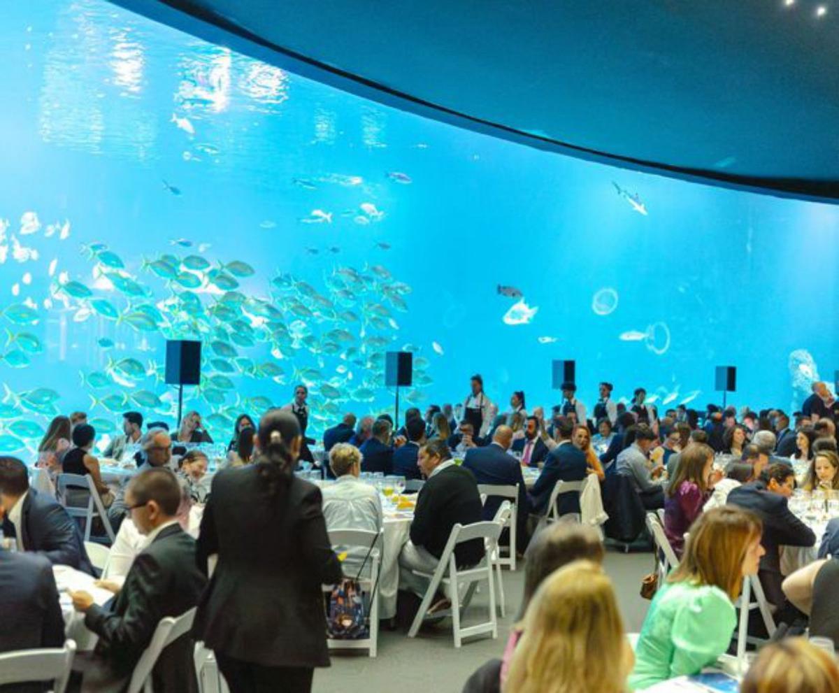 Loro Parque Fundación brilla con motivo del Día de los Océanos