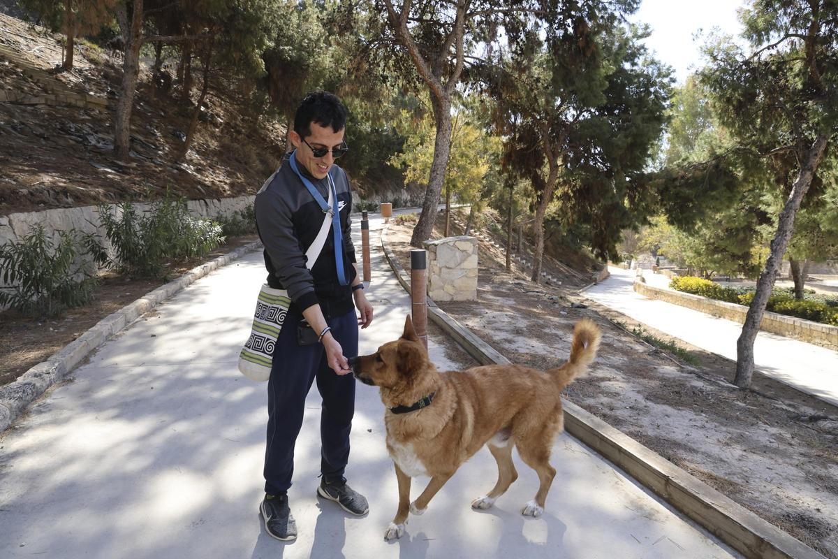 Un perro sale a pasear por un parque de Alicante donde hay pinos afectados por la procesionaria