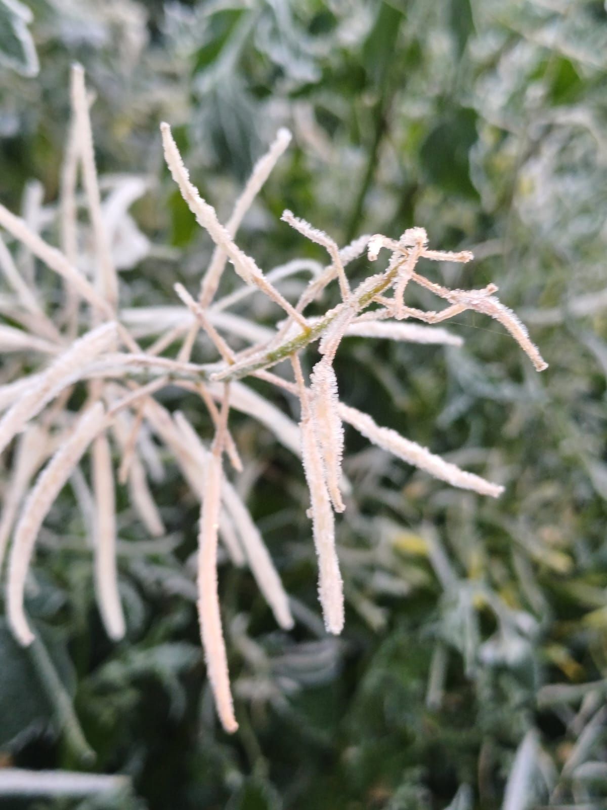 Así han amanecido muchos cultivos de la Vega Baja y el Camp d´Elx: bajo la escarcha