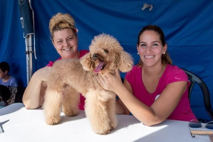 II Feria de Mascotas en Maspalomas