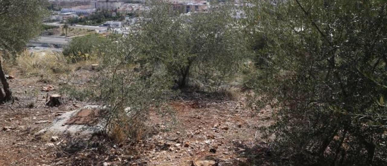 Un claro del paraje de la Muntanyeta en el que se han talado varios pinos afectados por la plaga del «Tomicus destruens».