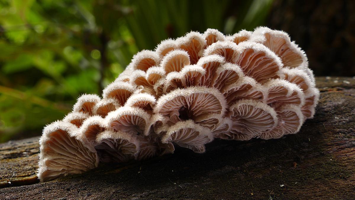 Schizophyllum commune usaría el lenguaje más complejo para comunicarse con otros hongos.