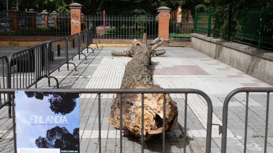 La adaptación museística del bosque zamorano