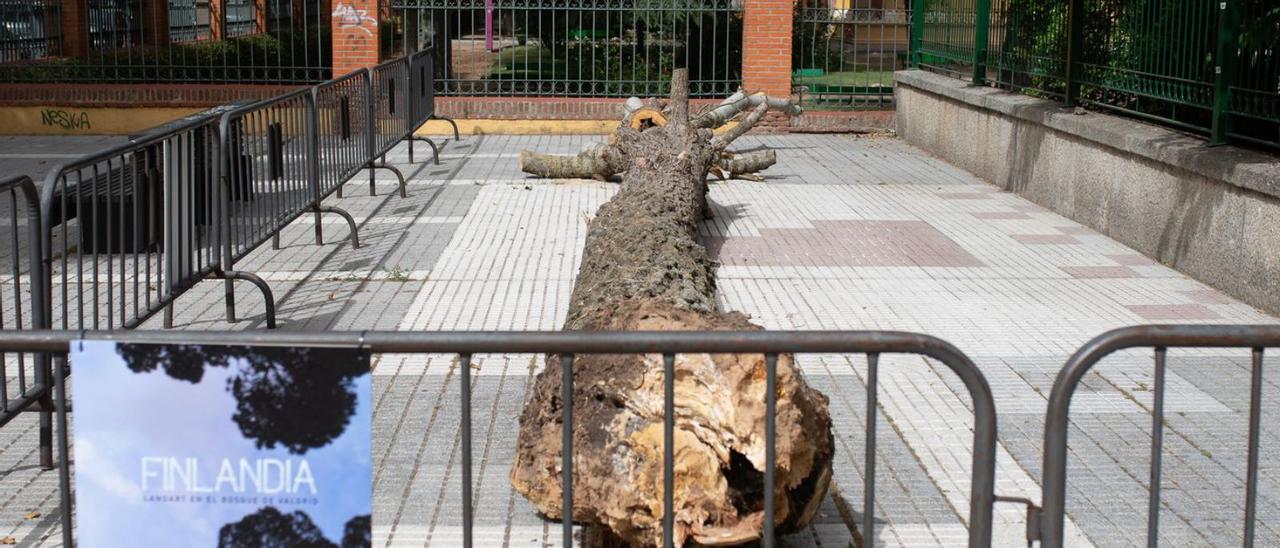 El gran tronco caído en pleno centro de la ciudad sorprendió a muchos viandantes.
