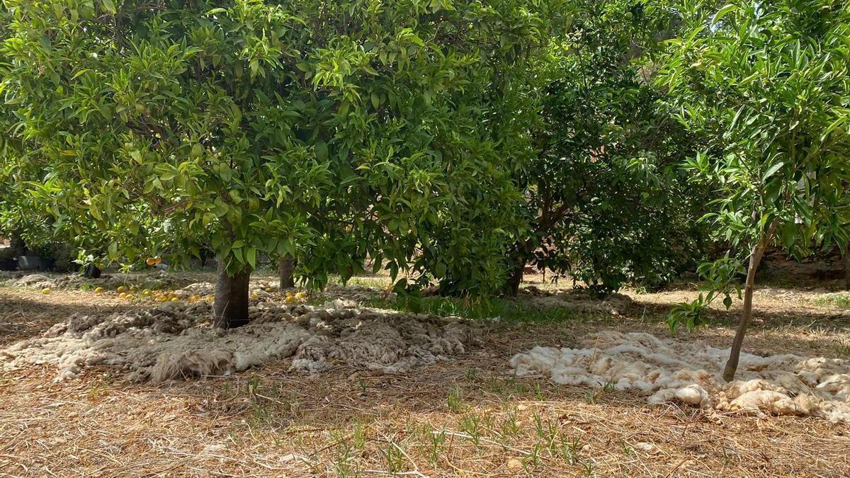 Agricultura en Mallorca: Las explotaciones podrán utilizar la lana de sus ovejas para usos agrícolas.