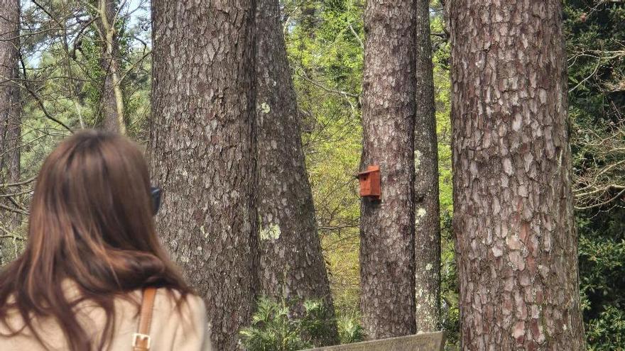 Cajas nido colocadas en la isla grovense de A Toxa.