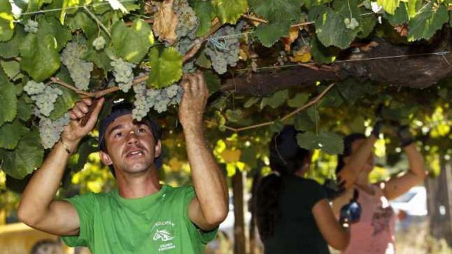 Vendimiadores en la finca de Arantei, de Bodegas La Val, en Salvaterra.  // José Lores