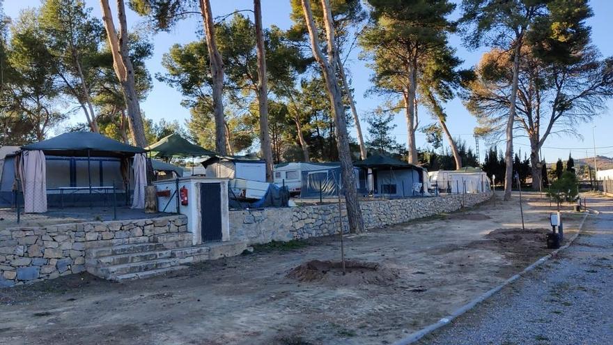 Altura inicia el saneamiento del arbolado en la Glorieta y el camping