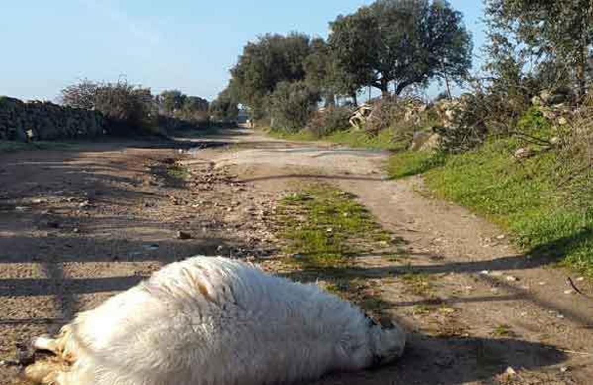 Los ganaderos al sur del Duero piden la recuperación de las batidas contra el lobo