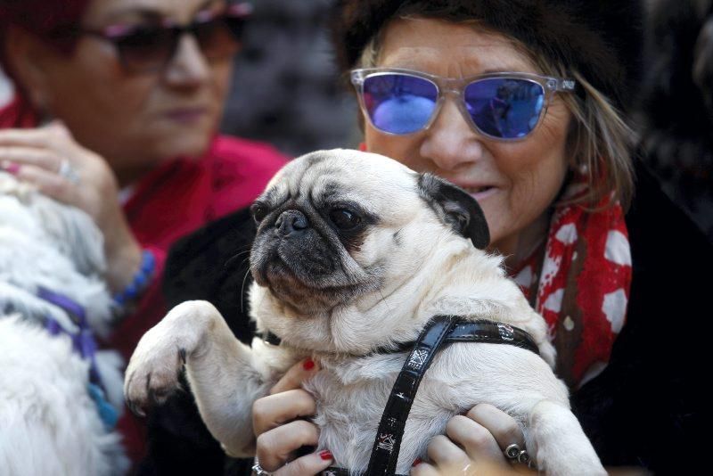 Celebración de San Antón, bendición de los animales