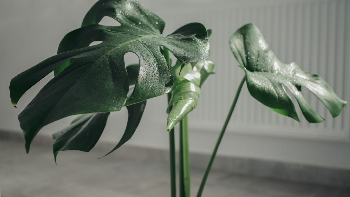 La monstera deliciosa no tiene agujeros en las hojas cono la monstera adansonii