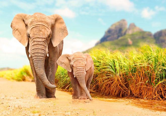 Elefantes en africa