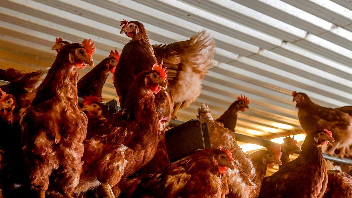 Un grupo de gallinas camperas de la granja Las Rosas de Agüimes, en Gran Canaria.
