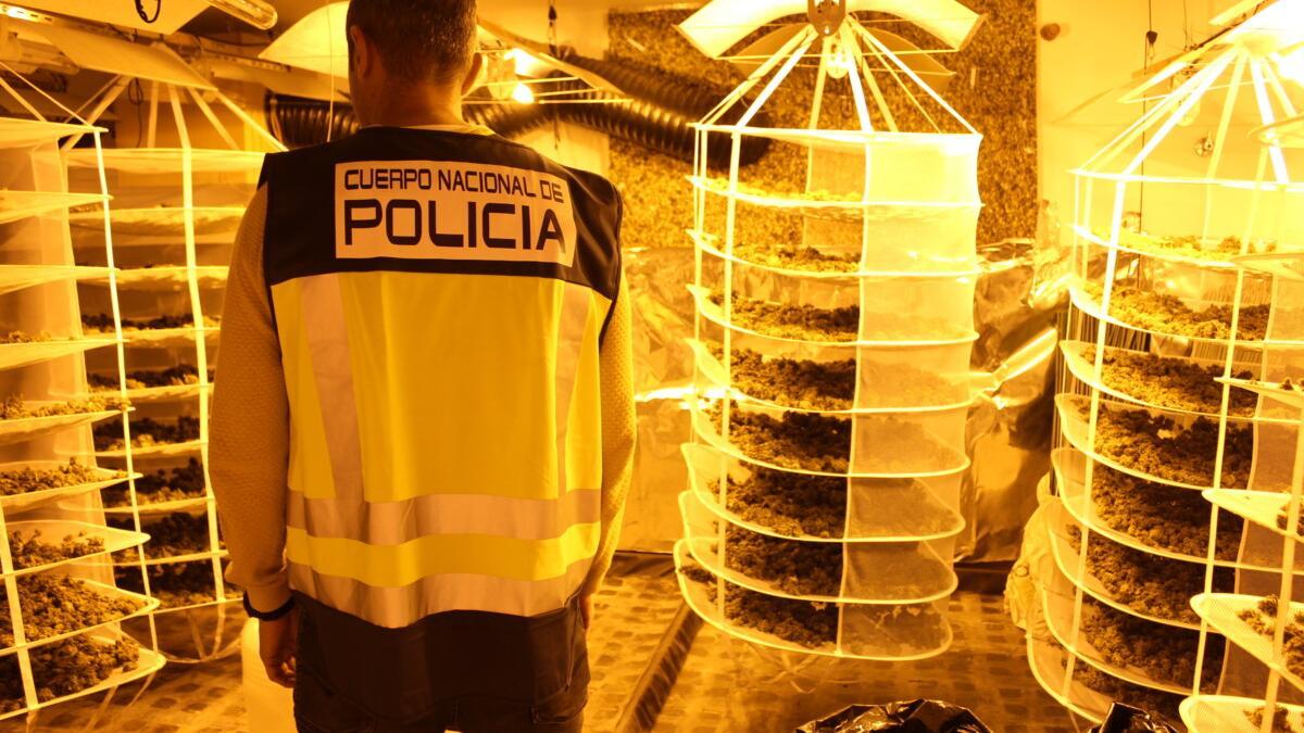 Nueve detenidos por cultivo interior de marihuana en 8 viviendas