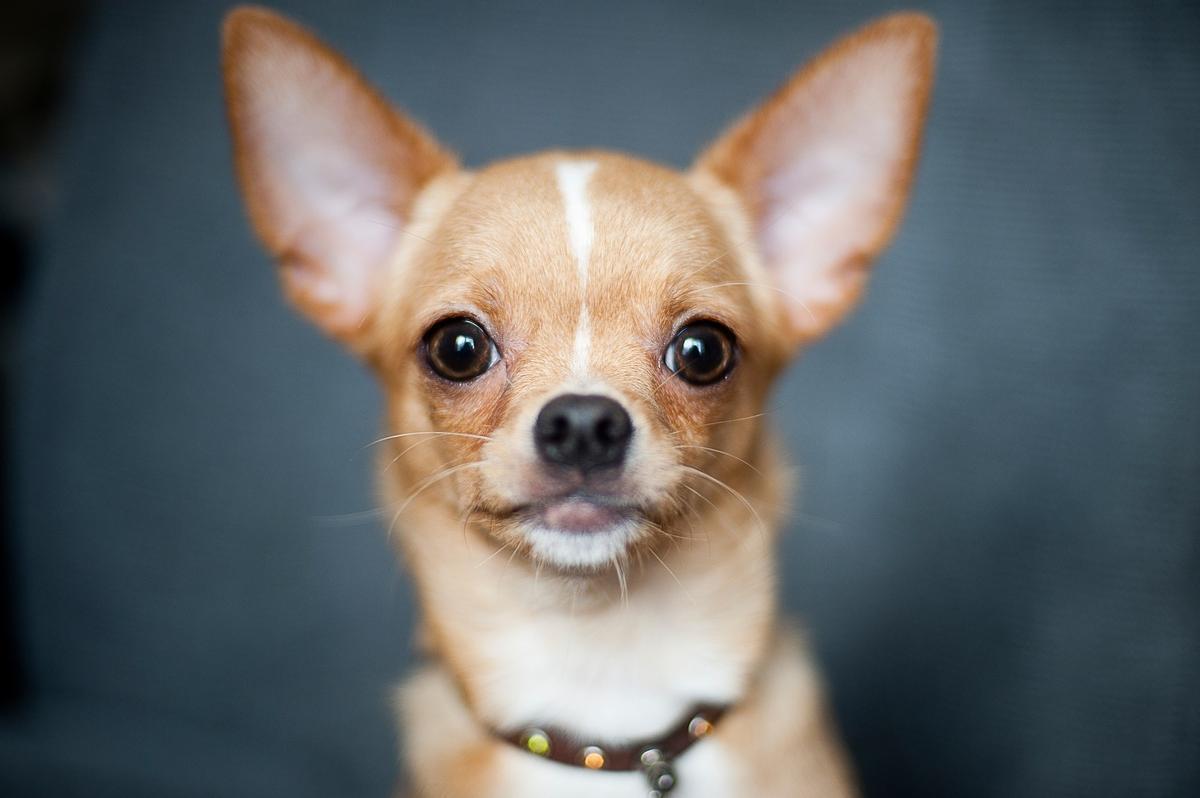 El chihuahua procede de las razas autóctonas americanas