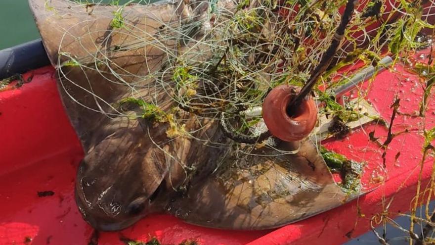 Una ouxa capturada accidentalmente. |  M.M.