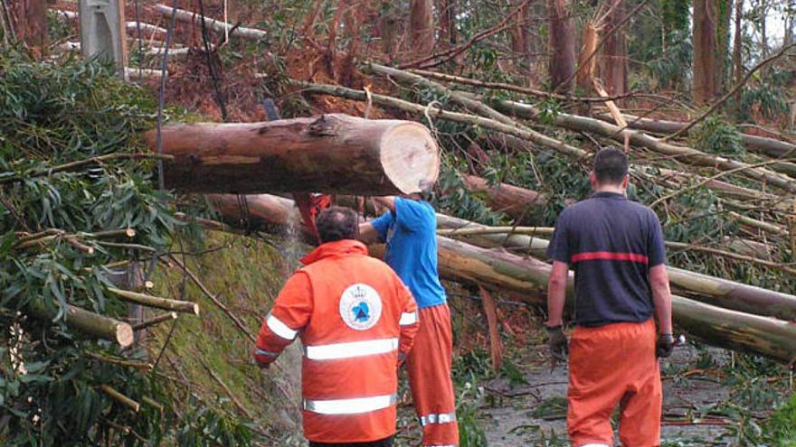 Operarios de Protección Civil de Ortigueira, limpiando una de las vías bloqueadas por eucaliptos caídos en el temporal. / la opinión