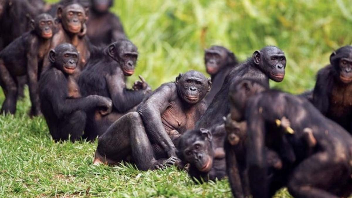 Los bonobos rompen códigos