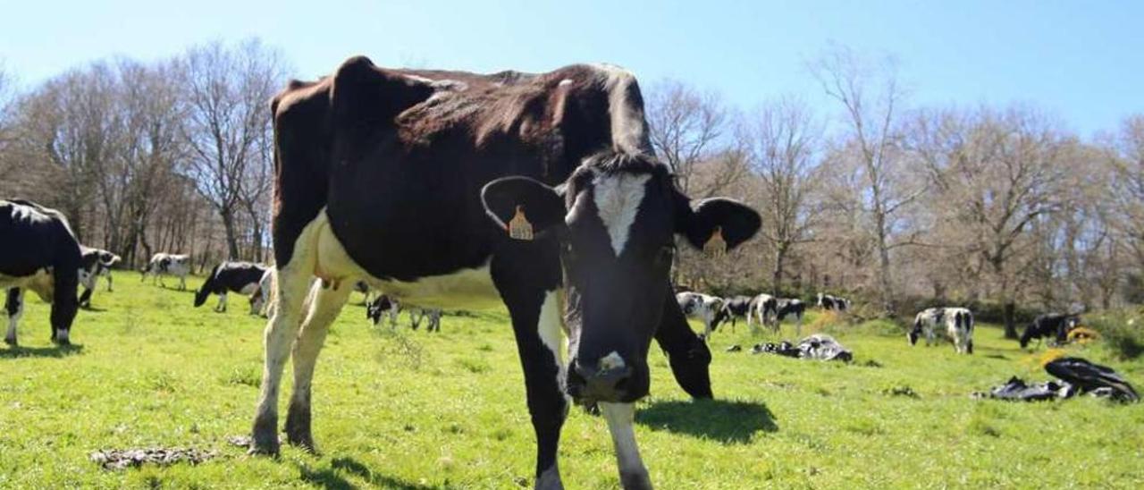 Vacas de una explotación ganadera de leche de Cortegada. // Bernabé/Gutier