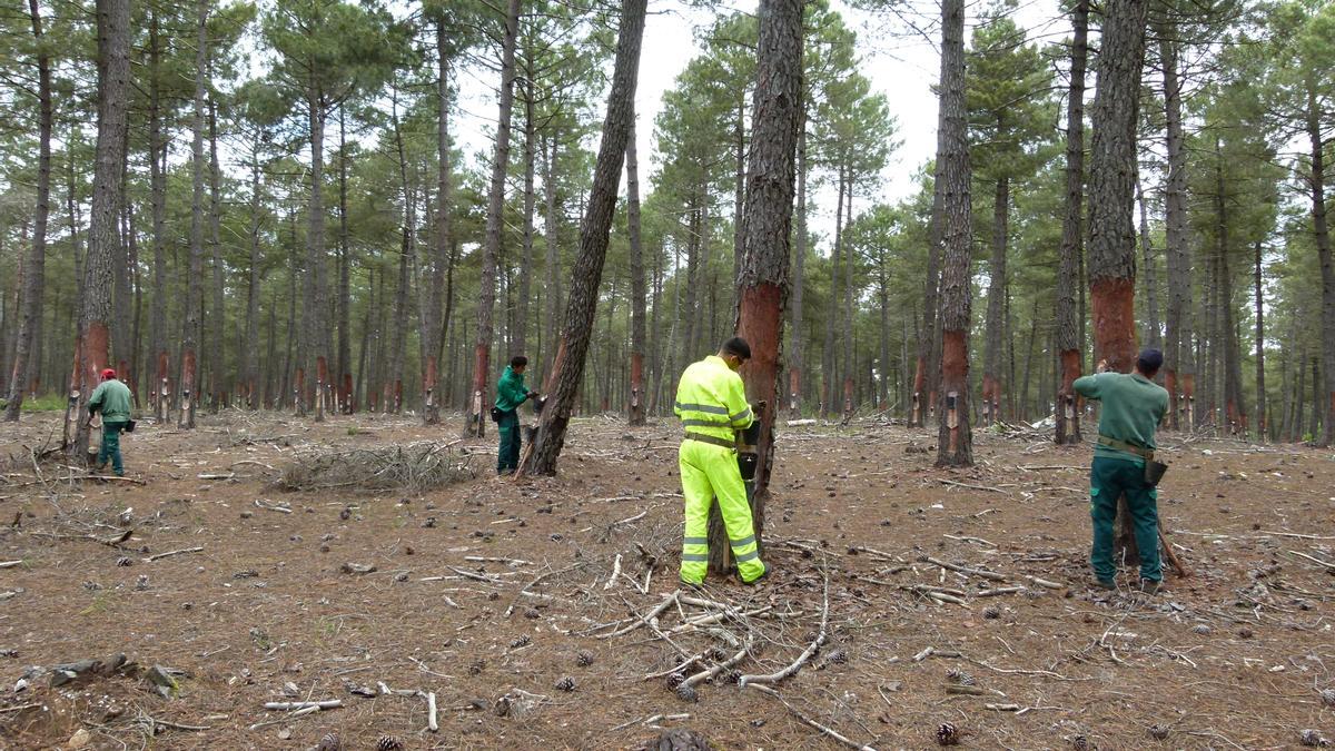 Aprovechamiento de la resina en un pinar de Aliste