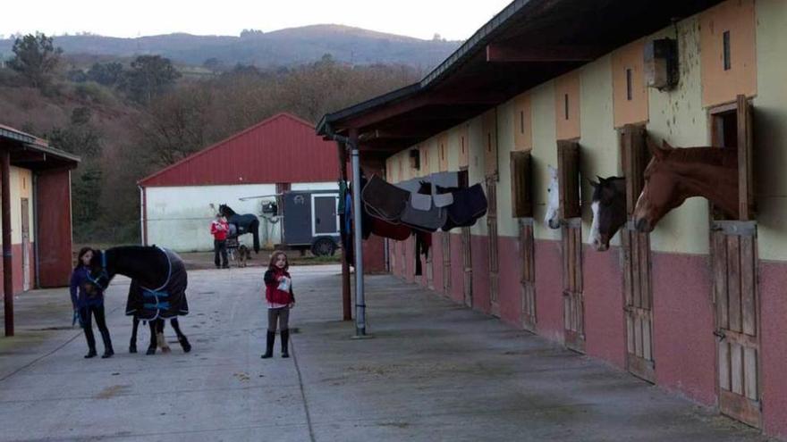 Varios de los caballos que actualmente están en El Asturcón.