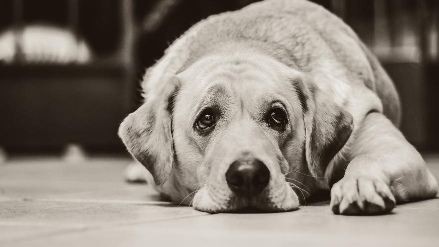 SENTIMIENTOS PERROS | ¿Qué le pasa a un perro cuando muere su compañero?