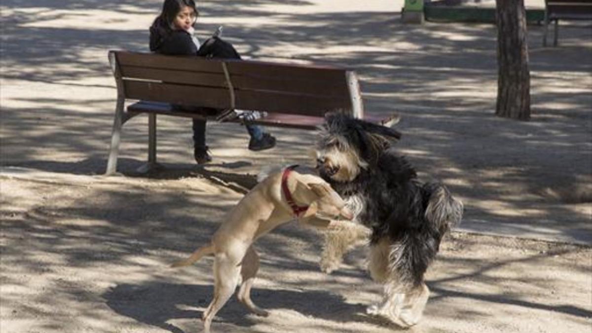 Dos perros sueltos juegan en el parque de Joan Miró de Barcelona