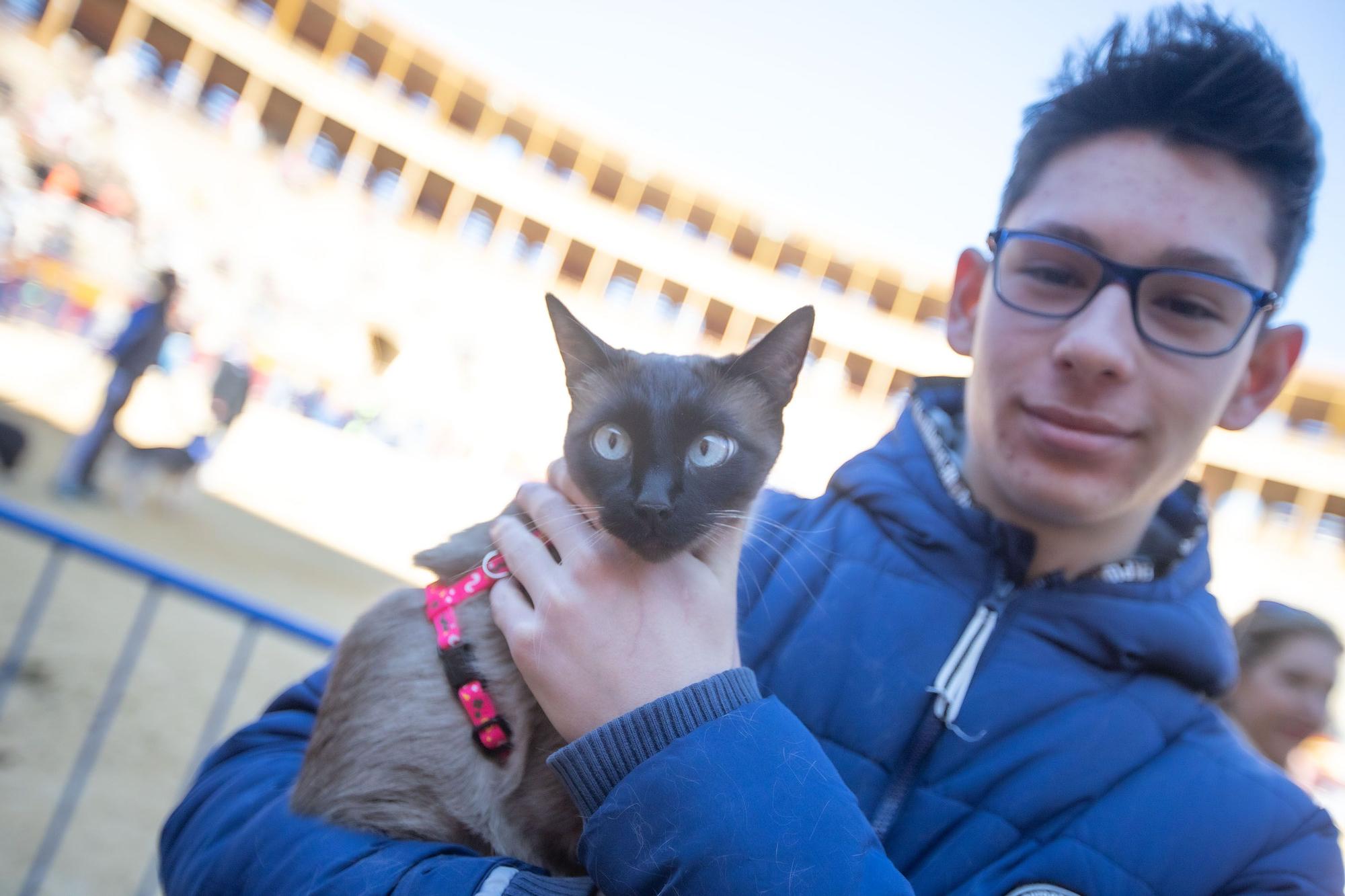 Concurso ecuestre y Bendición de animales por San Antón en Alicante