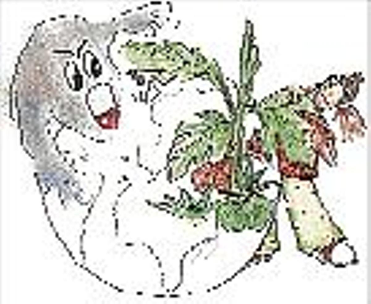 Dreta. La Jardinera i el canvi climàtic. Esquerra. Maathai també apareix al llibre.