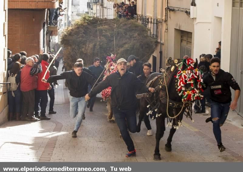 Sant Antoni en la provincia de Castellón