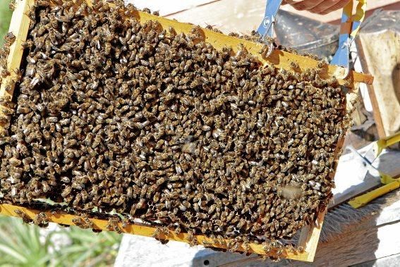 Pau Ixent Queralt und Biel Coll sind die einzigen Züchter von Bienenköniginnen auf der Insel. Ein Besuch auf den Wiesen von Son Berga bei Alaró