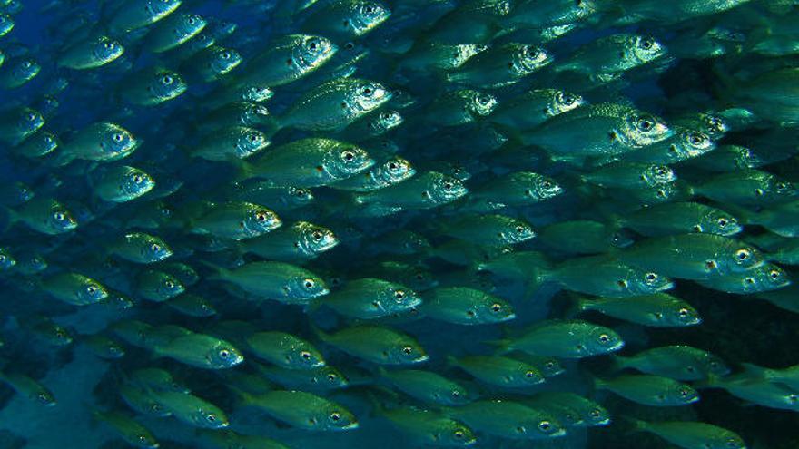 El Fotosub de Sardina consolida su bahía como meca del buceo isleño