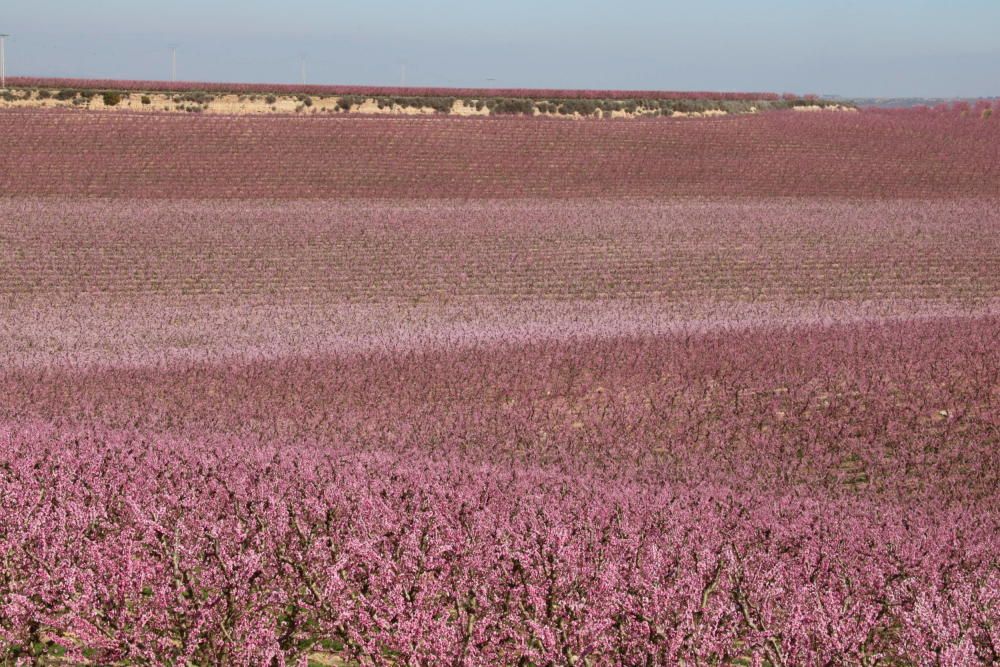 Floració dels camps a Aitona