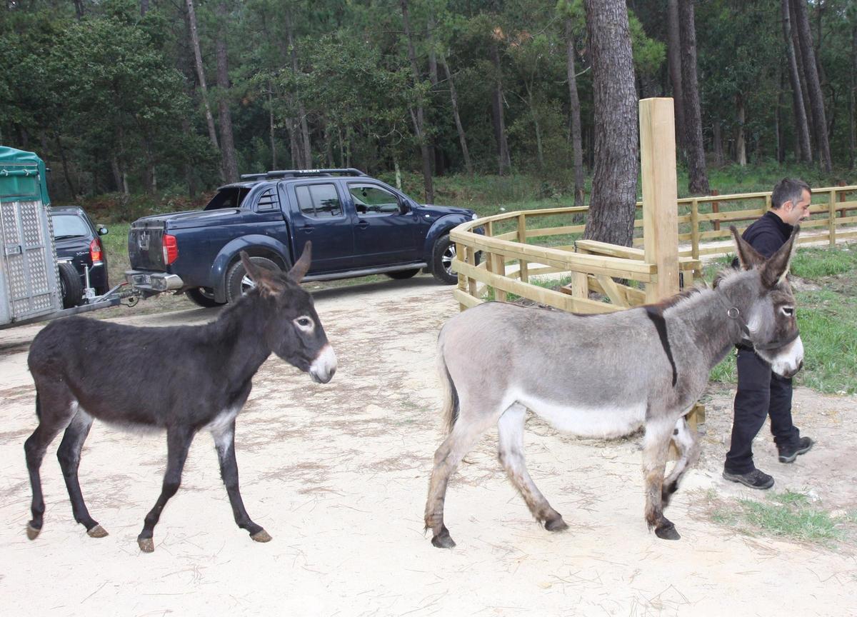 El día que los burros llegaron a la isla, el 23 de septiembre de 2011.