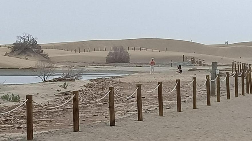 Dos turistas invaden la zona protegida de la Charca de Maspalomas para hacerse fotos